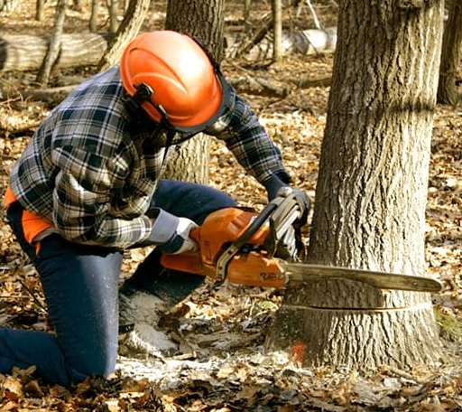 Tree Removal in Patterson, LA